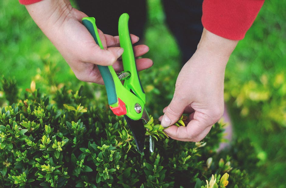 A close-up view of a gardener's hands performing hedge trimming in a lush garden with vibrant green foliage. One hand holds a pair of bright green and black pruning shears, carefully cutting small, fr